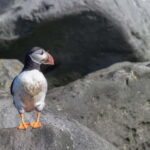 Reykjavik: Whales and Puffins Express Cruise Combo Tour - Authentic Insights from Travelers