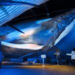 Reykjavik: Whales of Iceland Museum Entrance Ticket - An In-Depth Look at the Museum Experience
