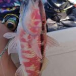 Rhodes: 4 Hour Private Boat Fishing Trip with Equipment - Value for Money and Practical Considerations