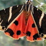 Rhodes: Butterfly Valley and Filerimos Hill Bus Trip - Practical Tips for Your Trip