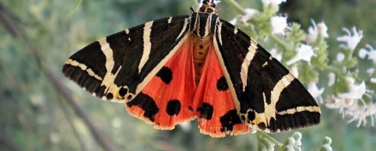 Rhodes: Butterfly Valley and Filerimos Hill Bus Trip - Practical Tips for Your Trip