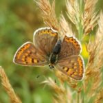 Rhodes: Butterfly Valley and Mini Cruise to Chalki Island - Practical Details and Value