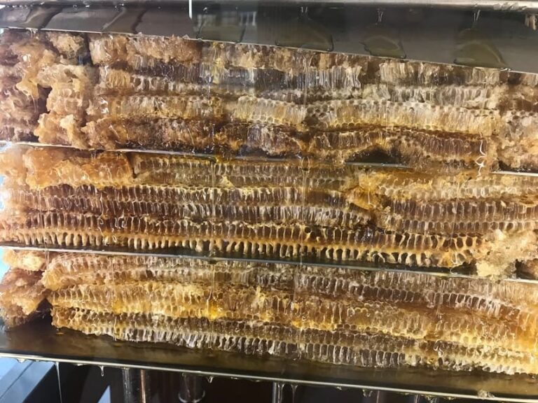 Rhodes: Butterfly Valley & Wine Tasting Tour (Small Group) - The Sum Up