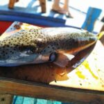 Rhodes Town: Fishing Boat Trip with Fish Meal and Swim Stops - Who Is This Tour Perfect For?