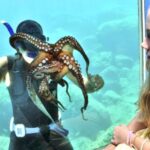 Rhodes Town: Yellow Submarine Cruise with Underwater Views - Who Will Love This Tour?