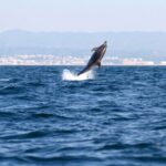 Ria Formosa: Dolphin-Watching Boat Tour - The Wildlife You Might Encounter