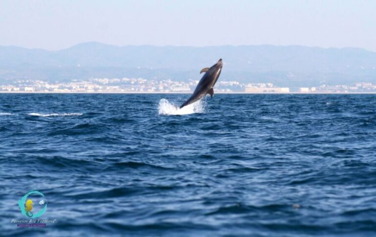 Ria Formosa: Dolphin-Watching Boat Tour - The Wildlife You Might Encounter