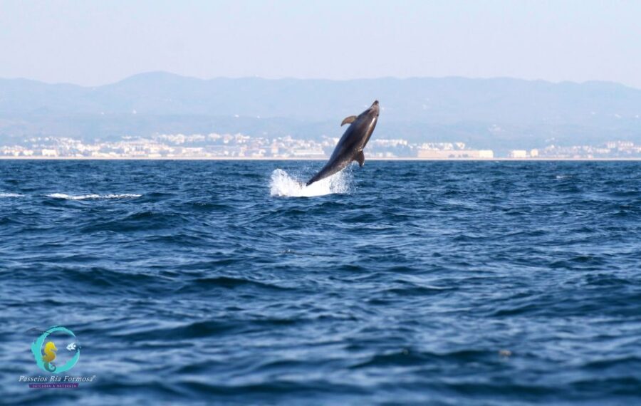 Ria Formosa: Dolphin-Watching Boat Tour - The Wildlife You Might Encounter