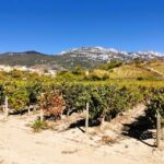 Ribera del Duero wine region private tour - Who Would Love This Tour?