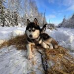 Riga: Husky Dog Sledding and Ride in Bobsleigh Track - FAQ
