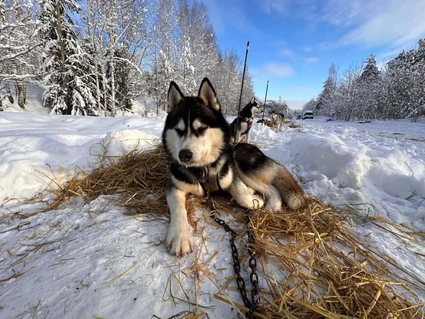 Riga: Husky Dog Sledding and Ride in Bobsleigh Track - FAQ