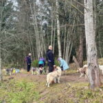 Riga: Husky Hike in the Nature Trail - Who Should Consider This Tour?
