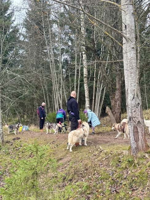 Riga: Husky Hike in the Nature Trail - Who Should Consider This Tour?