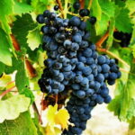 Rioja: Wine Tour with a Local Expert with Tastings - The Value of This Tour