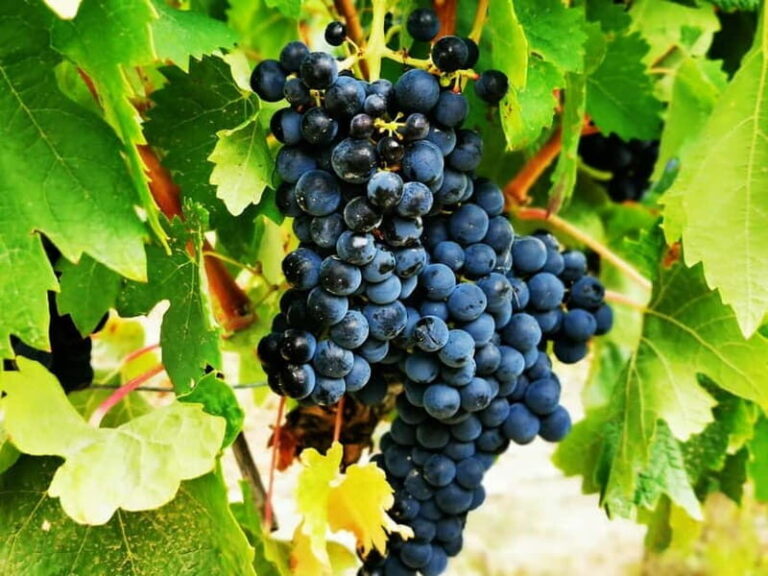 Rioja: Wine Tour with a Local Expert with Tastings - The Value of This Tour