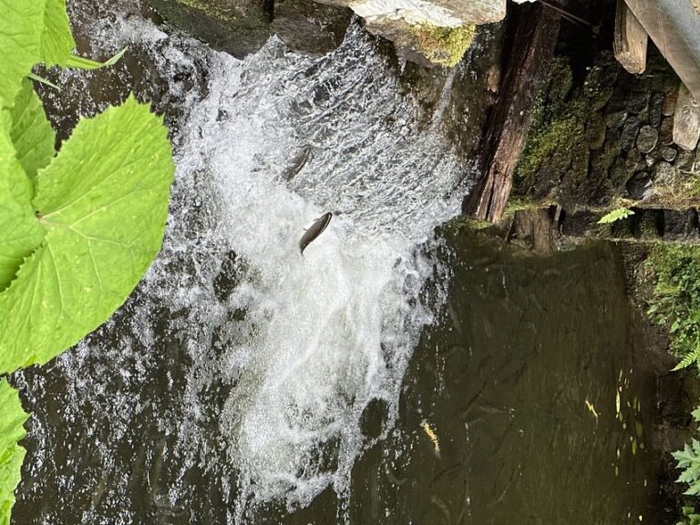 Rize: Ayder Highland Village & Tea Tasting Private Day Trip - The Value of the Tour