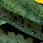 Rome: Bioparco di Roma Zoological Garden Entry Ticket - Authentic Insights from Visitors