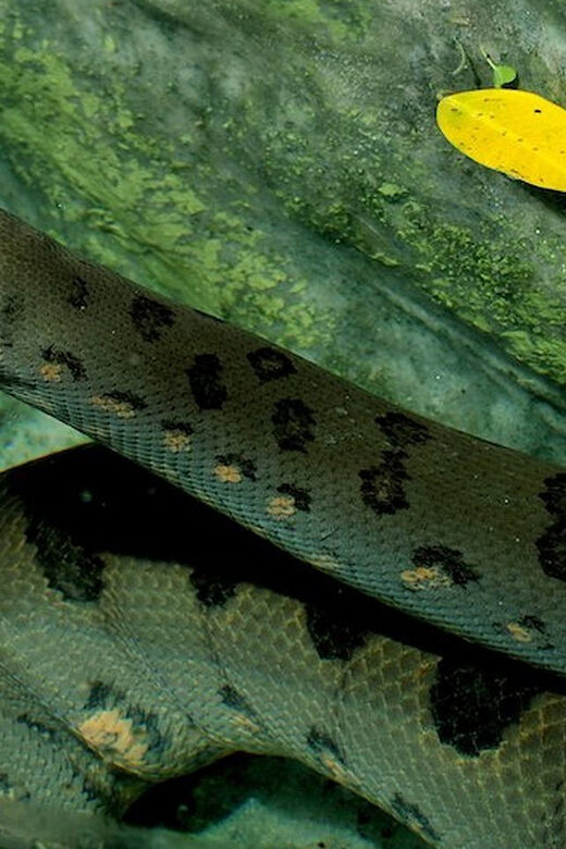 Rome: Bioparco di Roma Zoological Garden Entry Ticket - Authentic Insights from Visitors