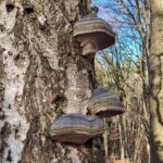 Rotenburg an der Fulda: Forest bathing with a certified guide - Who Will Love This Tour?