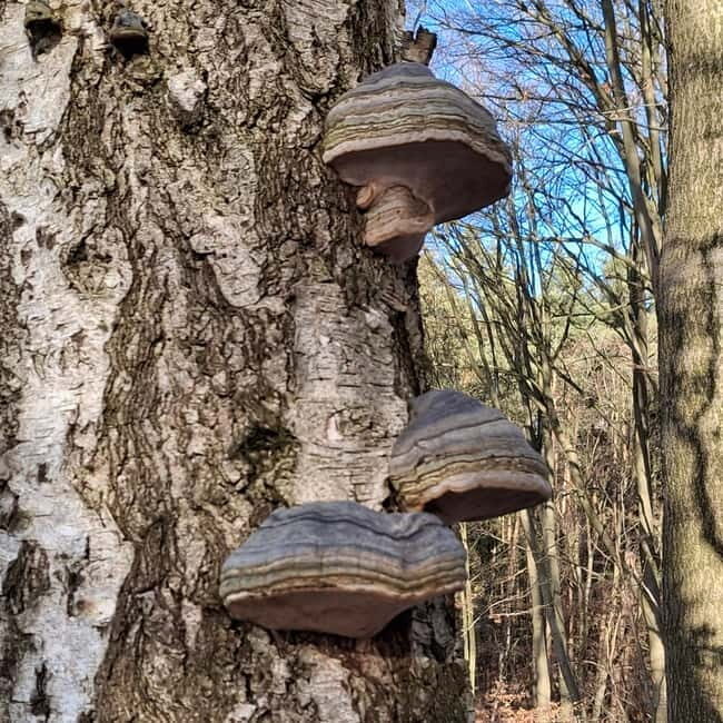 Rotenburg an der Fulda: Forest bathing with a certified guide - Who Will Love This Tour?