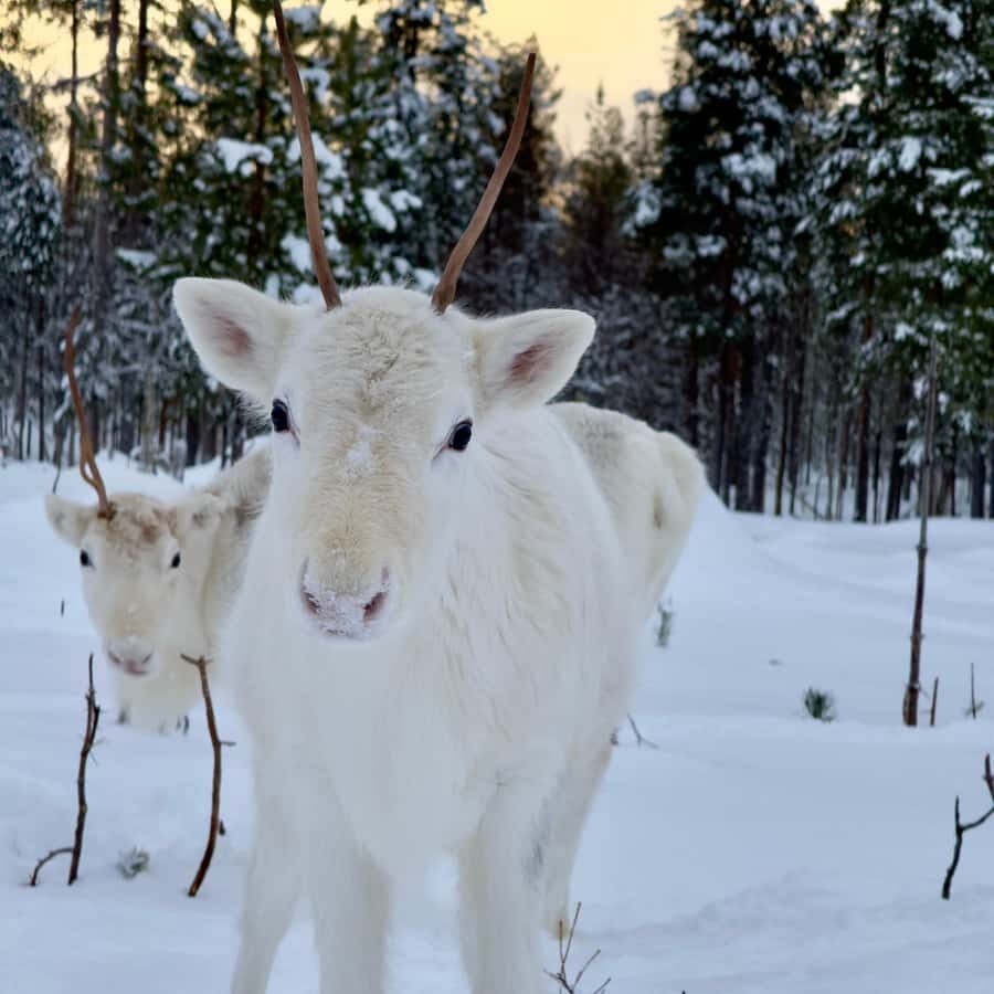 Rovaniemi: 3h Electric Snowmobile Safari at Reindeer Farm - A Closer Look at the Experience