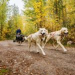 Rovaniemi: 4km Husky Cart Tour in Autumn - The Itinerary in Detail
