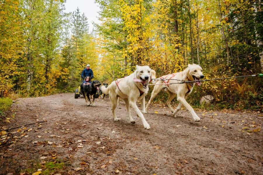 Rovaniemi: 4km Husky Cart Tour in Autumn - The Itinerary in Detail