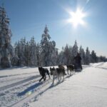 Rovaniemi: 7-Kilometer Self-Driven Apukka Husky Adventure - The Details: How the Tour Runs