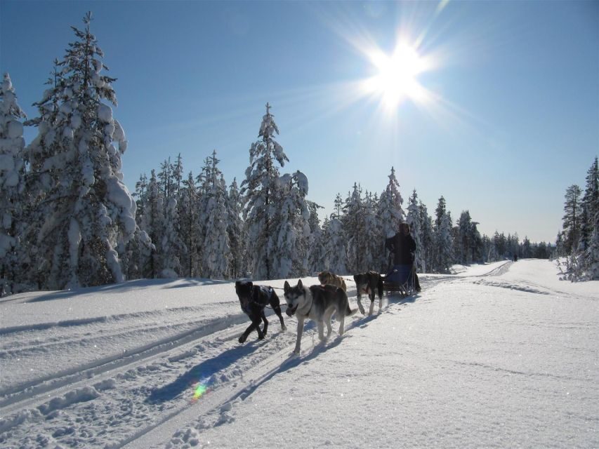 Rovaniemi: 7-Kilometer Self-Driven Apukka Husky Adventure - The Details: How the Tour Runs