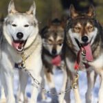 Rovaniemi: 7km Self-Drive Husky Sleigh Ride Adventure - Final Thoughts