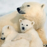 Rovaniemi: Arctic Animals Sleigh Rides and Wildlife Zoo - The Lappish Buffet Lunch: A Taste of Local Flavors