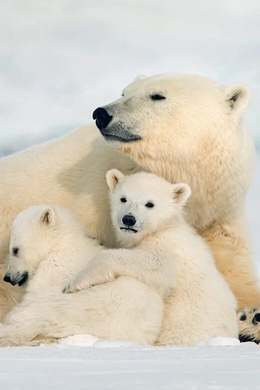 Rovaniemi: Arctic Animals Sleigh Rides and Wildlife Zoo - The Lappish Buffet Lunch: A Taste of Local Flavors