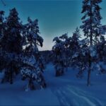 Rovaniemi: Aurora Hunting Tour in the Forest with Hot Drinks - Who Should Do This Tour?