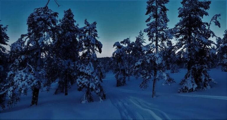 Rovaniemi: Aurora Hunting Tour in the Forest with Hot Drinks - Who Should Do This Tour?