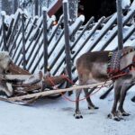 Rovaniemi: Authentic Reindeer Farm Visit and Sleigh Ride - Who Would Love This Tour?