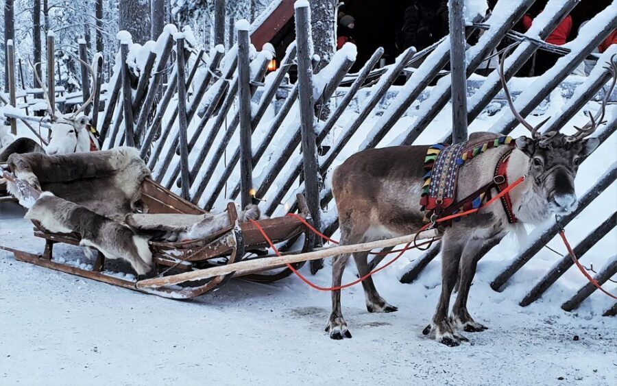 Rovaniemi: Authentic Reindeer Farm Visit and Sleigh Ride - Who Would Love This Tour?