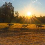 Rovaniemi: Autumn Husky Cart Ride with Hot Drink & Pickup - Who Should Consider This Tour?