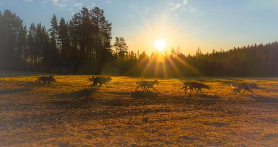 Rovaniemi: Autumn Husky Cart Ride with Hot Drink & Pickup - Who Should Consider This Tour?
