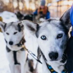 Rovaniemi: Autumn Husky Ride on Wheels - Key Points