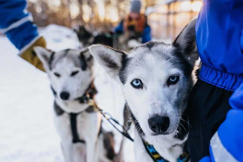 Rovaniemi: Autumn Husky Ride on Wheels - Key Points
