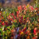 Rovaniemi: Berry and Mushroom Picking with Wilderness Guide - Practical Details: What You Need to Know