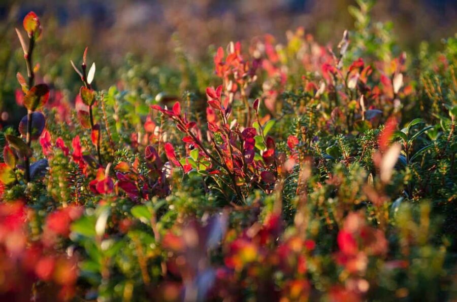 Rovaniemi: Berry and Mushroom Picking with Wilderness Guide - Practical Details: What You Need to Know