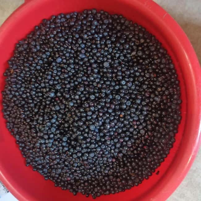 Rovaniemi: Berry Picking Tour with Traditional Laavu - Exploring the Forest Walk and Berry Picking