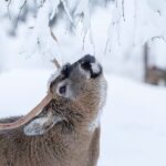 Rovaniemi: Day at Ranua Wildlife Park Arctic Zoo - Final Thoughts