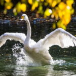 Rovaniemi: Day Trip to Ranua Wildlife Park - An Inside Look at the Ranua Wildlife Park Day Trip