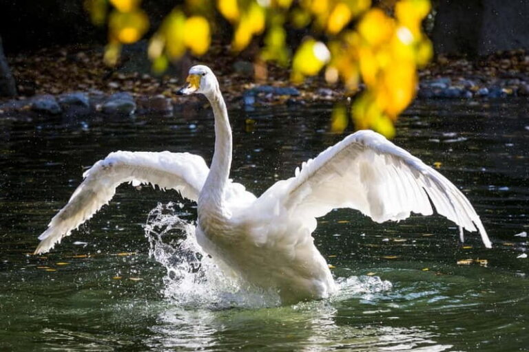 Rovaniemi: Day Trip to Ranua Wildlife Park - An Inside Look at the Ranua Wildlife Park Day Trip