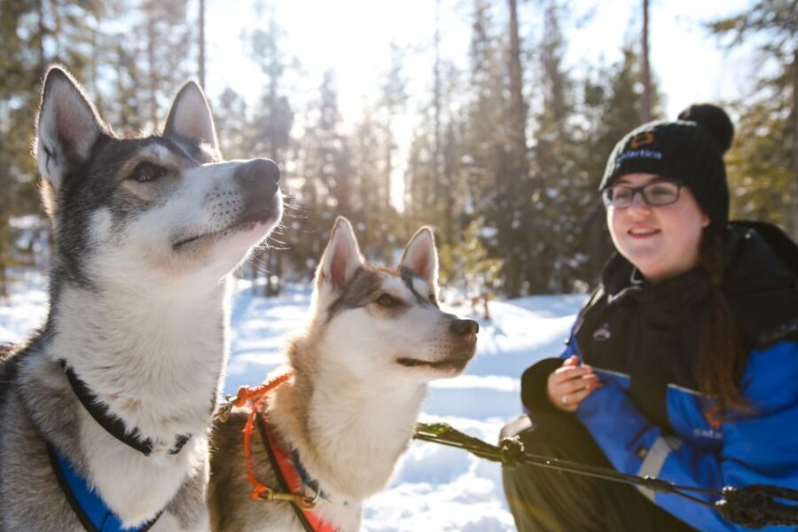 Rovaniemi: Daytime Husky Safari - The Practicalities: What You Need to Know