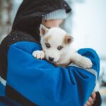 Rovaniemi: Early Winter Husky Sled Ride - Why This Tour Stands Out