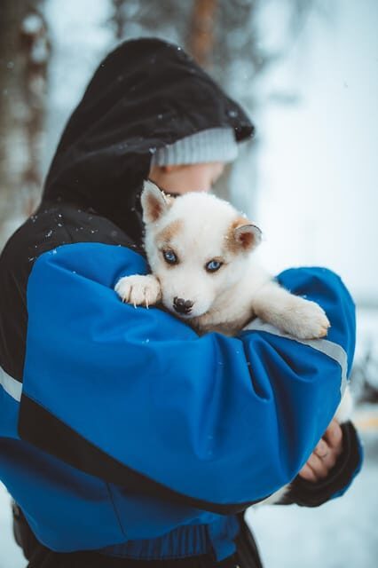 Rovaniemi: Early Winter Husky Sled Ride - Why This Tour Stands Out