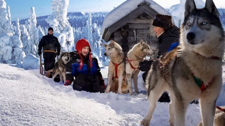 Rovaniemi: Family Friendly Husky Ride and Farm Visit - Practical Details